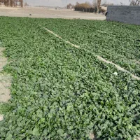 فروش اسفناج بومی در زمین|خوردنی و آشامیدنی|پیر بکران, |دیوار