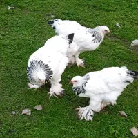 برهما لایت رومانی ۶ماهه