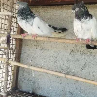 کبوتر کله دم سبز