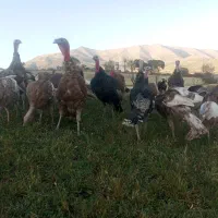 بوقلمون محلی