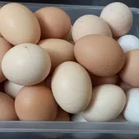 تخم مرغ تازه به شرط سالم بودن