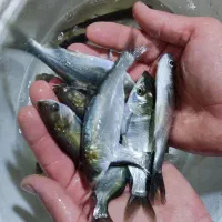 بچه ماهی فتوفاک تعداد محدود