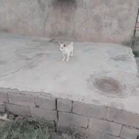 پاپی خوشکل وخانگی|سگ|مشهد, امامیه (شهرک غرب)|دیوار