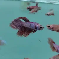 فایتر یک بند موجود شد|ماهی|شیراز, گود عربان|دیوار