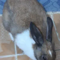 خرگوش ماده لوپ