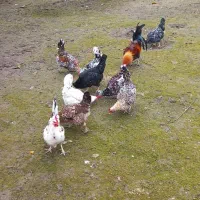 تخم نطفه دار گلین لری|حیوانات مزرعه|قائم‌شهر, |دیوار