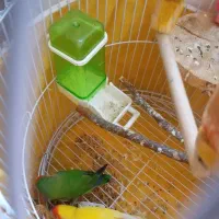 طوطی برزیلی