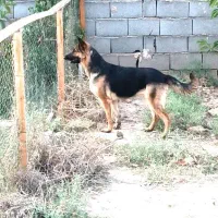 واگذاری سگ ژرمن شپرد