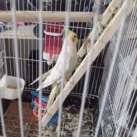 عروس هلندی نر