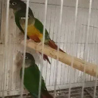 گرینچک