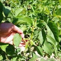 نهال گردو|حراج|بروجرد, |دیوار