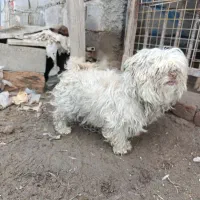 پاکوتاه|سگ|مراغه, |دیوار