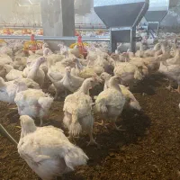 کارگر مرغداری|استخدام صنعتی، فنی، مهندسی|سقز, |دیوار