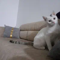 واگذاری گربه خانگی|گربه|تکاب, |دیوار