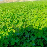 بذر یونجه همدان پایه بلند