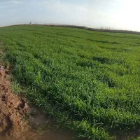نمایندگی رسمی کود هیومیک اسید خوزستان برای کشاورزی|گل و گیاه طبیعی|اهواز, کیانپارس |دیوار