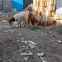 بزغاله نر
