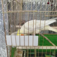 عروس هلندی ماده و سر حال|پرنده|زنجان, |دیوار