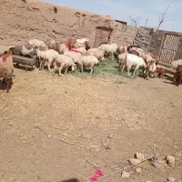 بره و میش|حیوانات مزرعه|جلگه زوزن, |دیوار