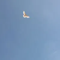 کبوتر طوقی