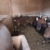 بره  نر وماده