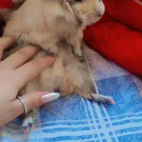 خوکچه هندی با قفس سایز بزرگ و..