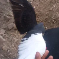 کیوتر|پرنده|مرودشت, فیروزی|دیوار