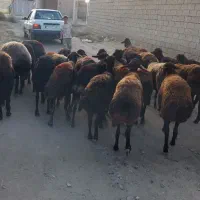 میش دشتی
