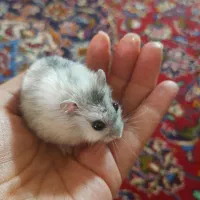 همستر|موش و خرگوش|اصفهان, شهرستان|دیوار