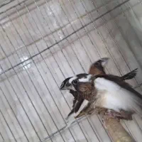 فنچ|پرنده|ساوه, |دیوار