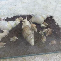 حلزون آچاتینا مولد