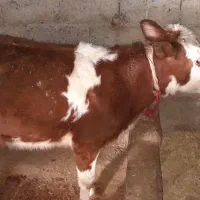 فروشی|حیوانات مزرعه|میانه, |دیوار