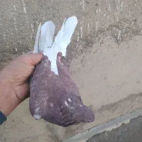 کفتر گرفتی همه|پرنده|ساوه, |دیوار