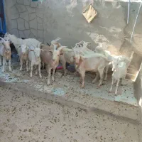 بزغاله نر