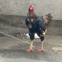 خروس لاری مفت  زیبا