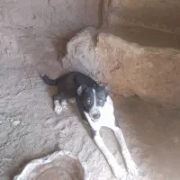 سگ گلگی