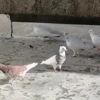 طوقی خال قدیم الماسی|پرنده|سنندج, |دیوار