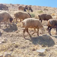 گوسفند داشتی