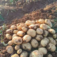 بزر سیب و سیر