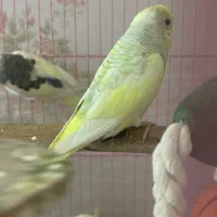 جوجه مرغ عشق دستی|پرنده|تهران, گلستان (شهرک راه آهن)|دیوار