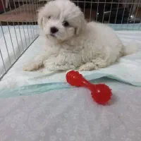 سگ مالتی کراس ۳ ماهه|سگ|ری, ظهیرآباد|دیوار