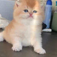 بریتیش چاقالو