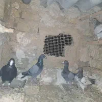 کفتررنگه وآلمانی کله دم سبز.قره مینا.۲تاسبزآلمانی