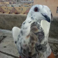 کفتر|پرنده|قائن, |دیوار