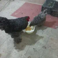 مولد برهما کوکو|حیوانات مزرعه|مشهد, کارمندان دوم|دیوار