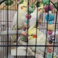 ماده عروس بالغ و تخمگزار