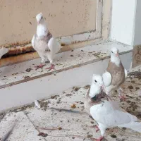 ۴ عدد طوقی|پرنده|شادگان, |دیوار