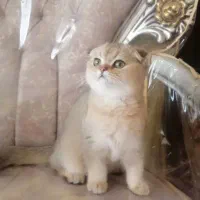 گربه اسکاتیش نر|گربه|تهران, سید خندان (جلفا)|دیوار