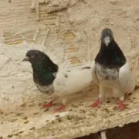 کله دار|پرنده|میانه, |دیوار