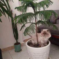 گربه ماده پرشین